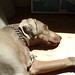<b>Visiting Cyclist</b><br /> 6/27/12

Tired after a long day in the trailer.                         
