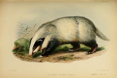 Anglų lietuvių žodynas. Žodis hog badger reiškia šernas barsukas lietuviškai.