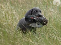 Gus Retrieve • <a style="font-size:0.8em;" href="http://www.flickr.com/photos/66999112@N00/7518859302/" target="_blank">View on Flickr</a>