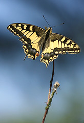Mariposa - Papilio machaon