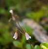 Twinflower • <a style="font-size:0.8em;" href="http://www.flickr.com/photos/29675049@N05/7174659837/" target="_blank">View on Flickr</a>