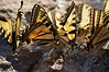 Canadian Tiger Swallowtail Butterflies • <a style="font-size:0.8em;" href="http://www.flickr.com/photos/29675049@N05/7359884252/" target="_blank">View on Flickr</a>