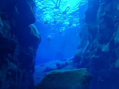 Diving in Silfra