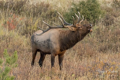 Elk bull calls out his challenger