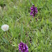 Terrestrial orchids -  Kollovoz • <a style="font-size:0.8em;" href="http://www.flickr.com/photos/62152544@N00/7254758712/" target="_blank">View on Flickr</a>