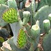 Prickly Pear (Opuntia sp. ), out with the old, in with the new cladodes