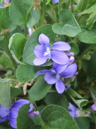 Violets on the Songbird Trail