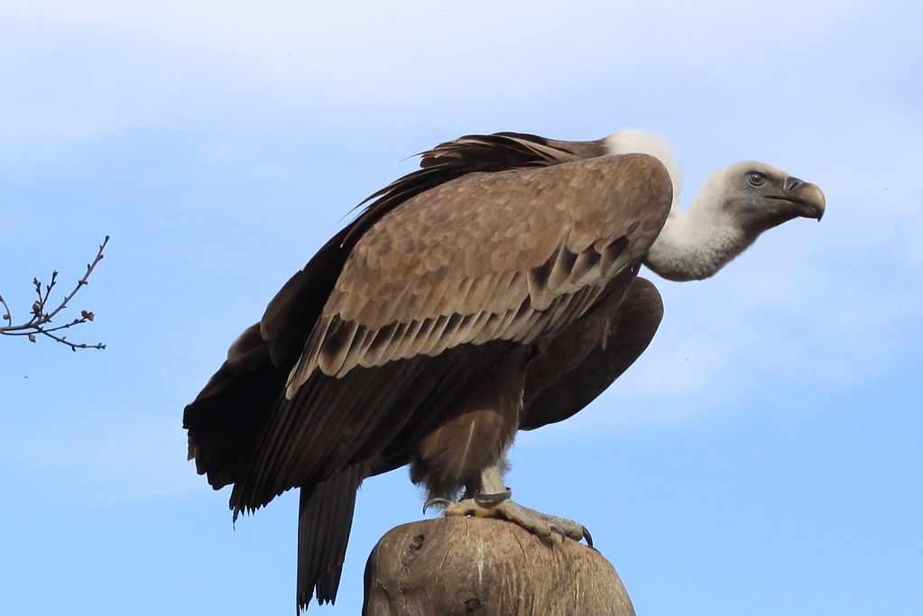 Vulture / Geier by adkorte, on Flickr