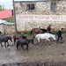 Horses in Shishtavec • <a style="font-size:0.8em;" href="http://www.flickr.com/photos/62152544@N00/7250179264/" target="_blank">View on Flickr</a>