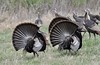 Wild Turkeys displaying for the hens. by AcrylicArtist, on Flickr