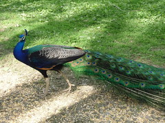Peacock • <a style="font-size:0.8em;" href="http://www.flickr.com/photos/72892197@N03/7002542916/" target="_blank">View on Flickr</a>