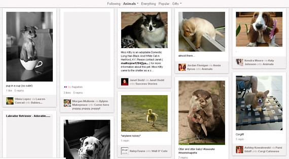 Pinterest category for Animals