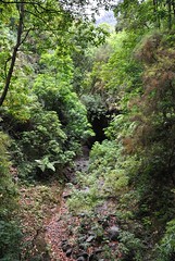 Bosque de Los Tilos (La Palma)