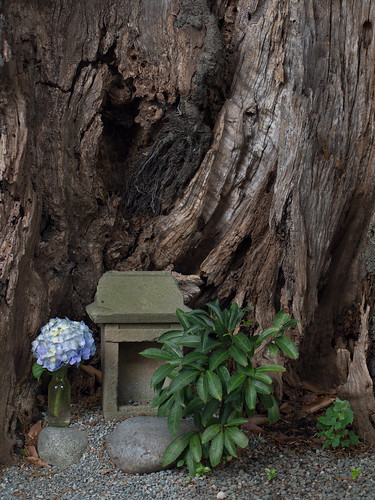 A small stone shrine at root