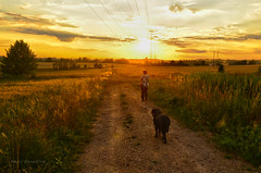 Walk with a dog at sunset