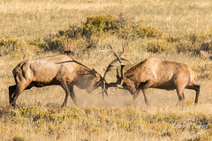 Elk bulls battle for supremacy - and the ladies