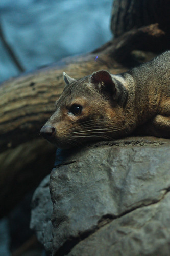 Fossa by Mark Dumont, on Flickr
