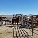 The 2016 Stone Cabin Wild Horse Gather is ongoing - Check out the work being done!