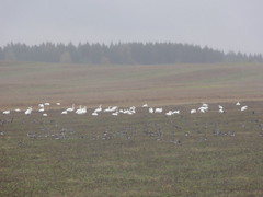 Geese Hunting