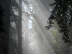 Anglų lietuvių žodynas. Žodis california redwood reiškia kalifornijos redwood lietuviškai.