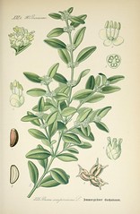 Anglų lietuvių žodynas. Žodis buxaceae reiškia <li>buxaceae</li> lietuviškai.