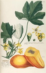 Anglų lietuvių žodynas. Žodis family caricaceae reiškia šeimos caricaceae lietuviškai.