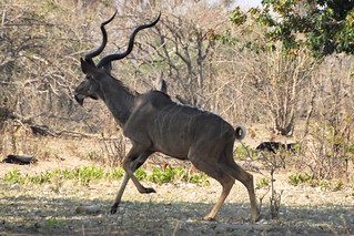 Namibia Dangerous Game Safari - Caprivi Strip 49
