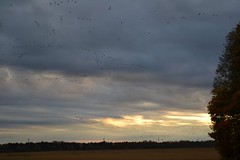 Geese Flying in Estonia