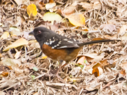 Spotted Towhee • <a style="font-size:0.8em;" href="http://www.flickr.com/photos/59465790@N04/8418378869/" target="_blank">View on Flickr</a>