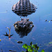 Alligator in Polk County Lake, Central Florida