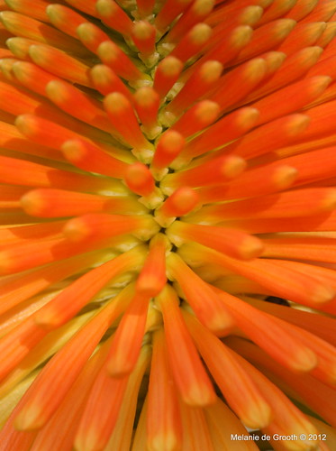 Red Hot Poker Close Up