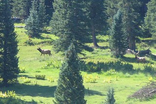 New Mexico Elk Hunt 26