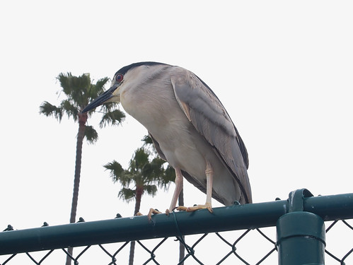 Black-crowned Night Heron • <a style="font-size:0.8em;" href="http://www.flickr.com/photos/59465790@N04/8349028744/" target="_blank">View on Flickr</a>