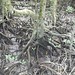 Mangrove sur Langkawi