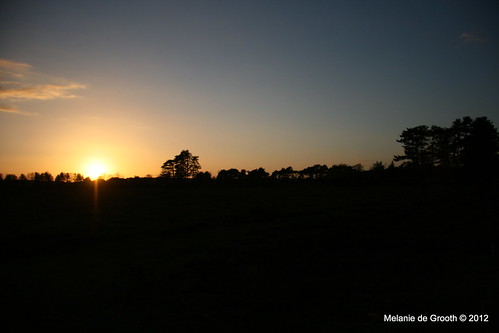 Sunset in the New Forest