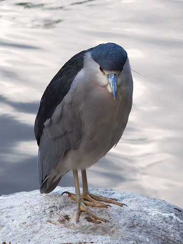 Black-crowned Night Heron • <a style="font-size:0.8em;" href="http://www.flickr.com/photos/59465790@N04/8347968135/" target="_blank">View on Flickr</a>