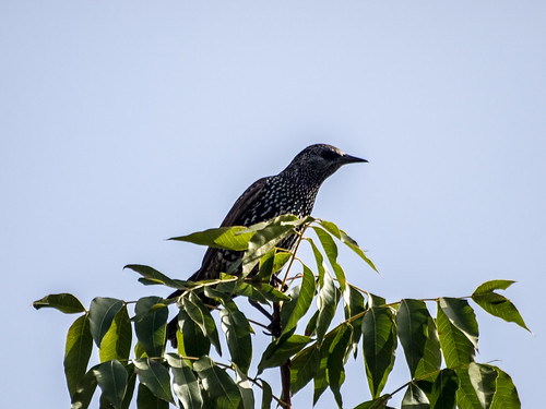 European Starling • <a style="font-size:0.8em;" href="http://www.flickr.com/photos/59465790@N04/8190070282/" target="_blank">View on Flickr</a>