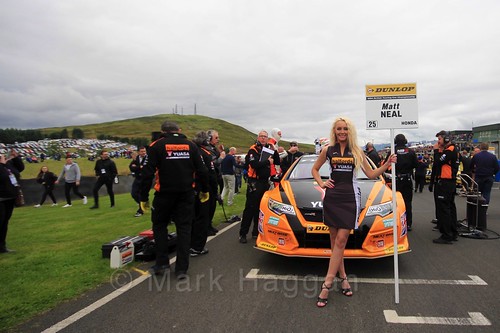 Matt Neal on the grid during the BTCC Knockhill Weekend 2016