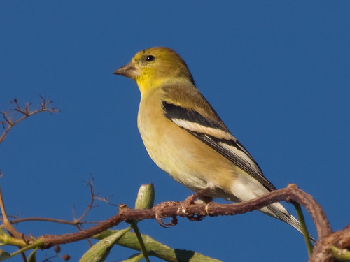 American Goldfinch • <a style="font-size:0.8em;" href="http://www.flickr.com/photos/59465790@N04/8181402893/" target="_blank">View on Flickr</a>