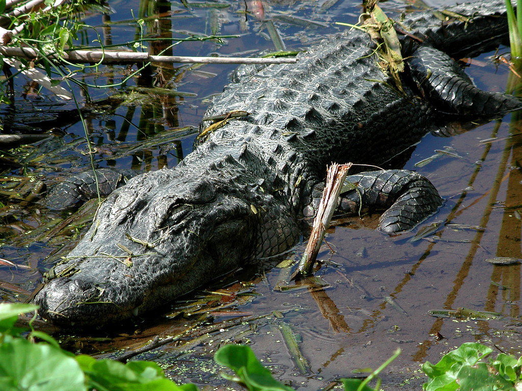 Alligator Everglades by docoverachiever, on Flickr