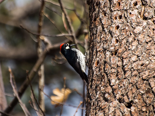 Acorn Woodpecker • <a style="font-size:0.8em;" href="http://www.flickr.com/photos/59465790@N04/8246218274/" target="_blank">View on Flickr</a>