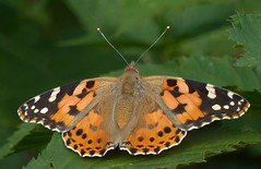Anglų lietuvių žodynas. Žodis cynthia moth reiškia cynthia drugelis lietuviškai.