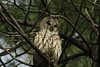 barred owl by Jon David Nelson, on Flickr