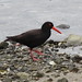 Sooty Oyster Catcher