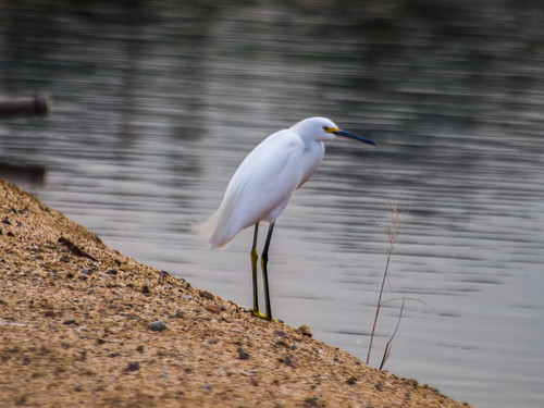 Snowy Egret • <a style="font-size:0.8em;" href="http://www.flickr.com/photos/59465790@N04/8191455151/" target="_blank">View on Flickr</a>