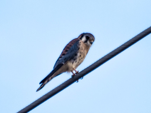 American Kestrel • <a style="font-size:0.8em;" href="http://www.flickr.com/photos/59465790@N04/8191455557/" target="_blank">View on Flickr</a>