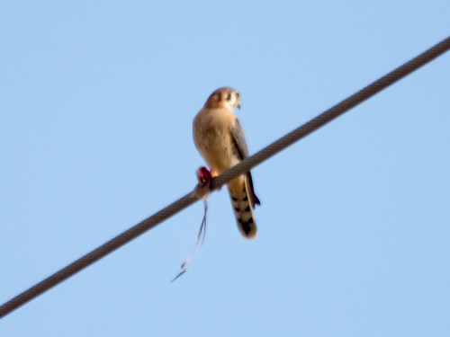American Kestrel • <a style="font-size:0.8em;" href="http://www.flickr.com/photos/59465790@N04/8192543052/" target="_blank">View on Flickr</a>