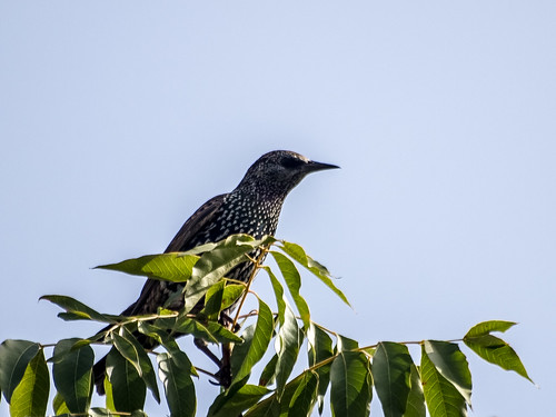 European Starling • <a style="font-size:0.8em;" href="http://www.flickr.com/photos/59465790@N04/8188988489/" target="_blank">View on Flickr</a>