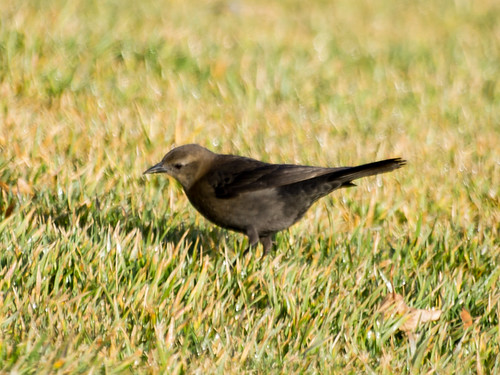 Brewer's Blackbird Female • <a style="font-size:0.8em;" href="http://www.flickr.com/photos/59465790@N04/8245158157/" target="_blank">View on Flickr</a>