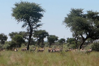 Namibia Luxury Hunting Safari 38